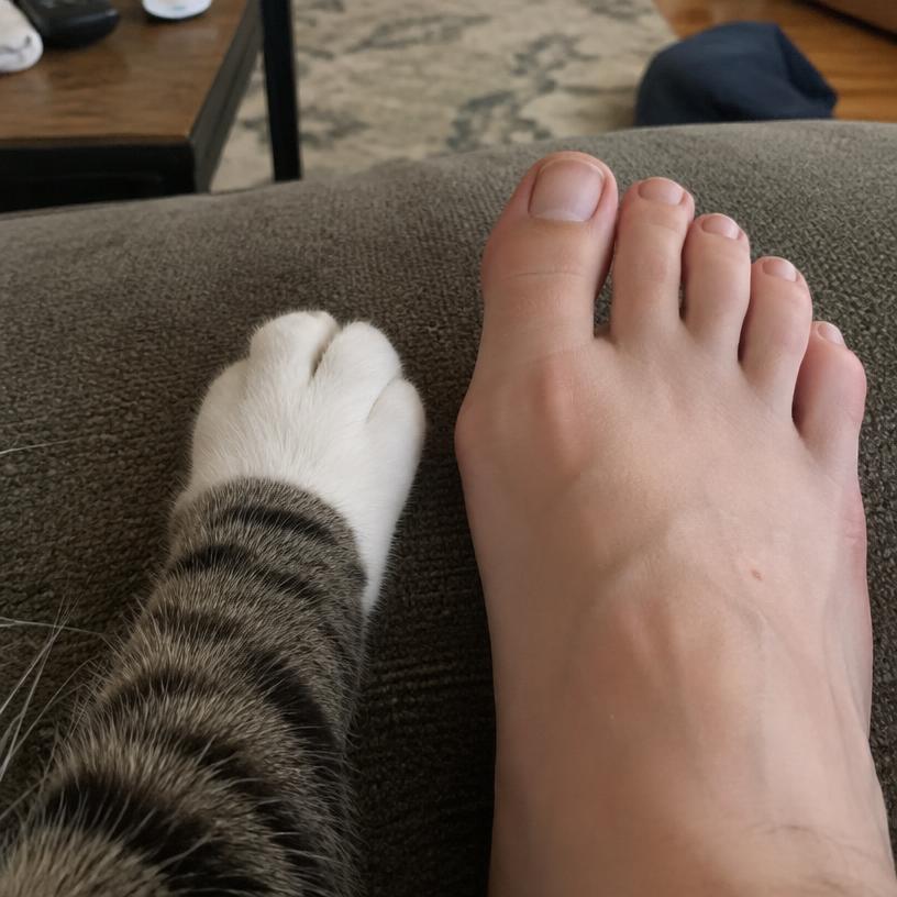 TOE #0019